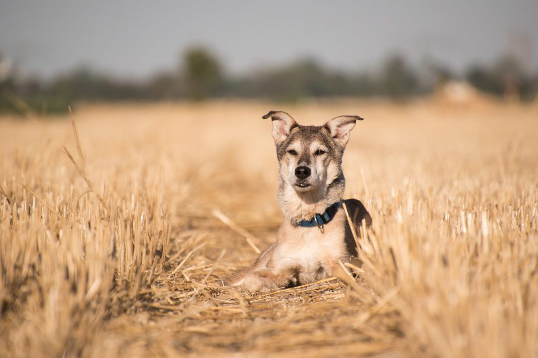 épillets chien