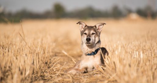 épillets chien